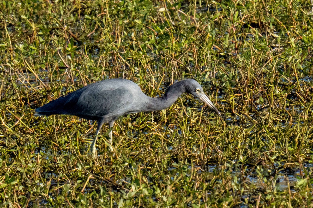 Чепура блакитна - ML647648385