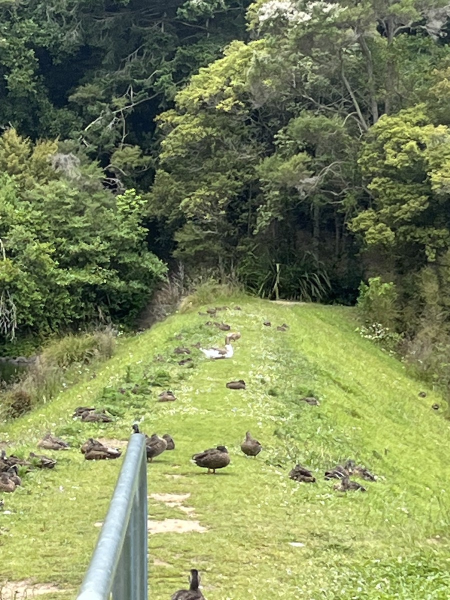 Гуска сіра (свійська) - ML647648387