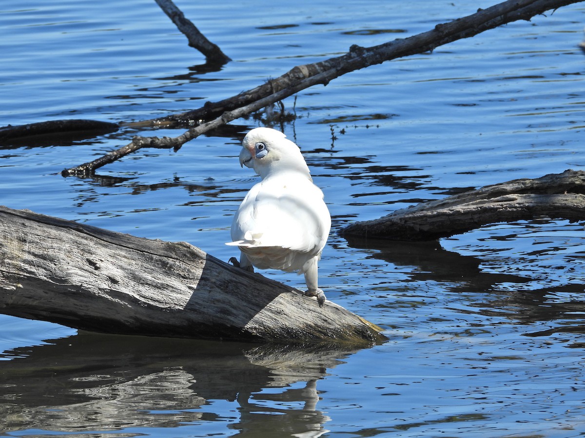 Какаду малий - ML647648390
