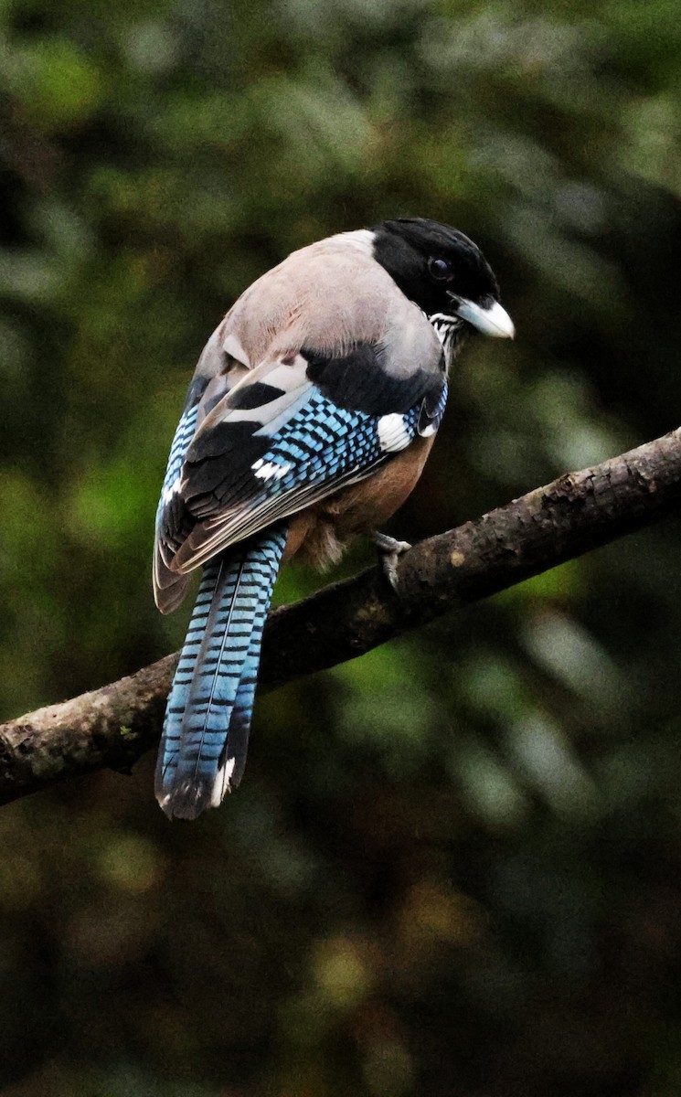 Сойка гімалайська - ML647648391