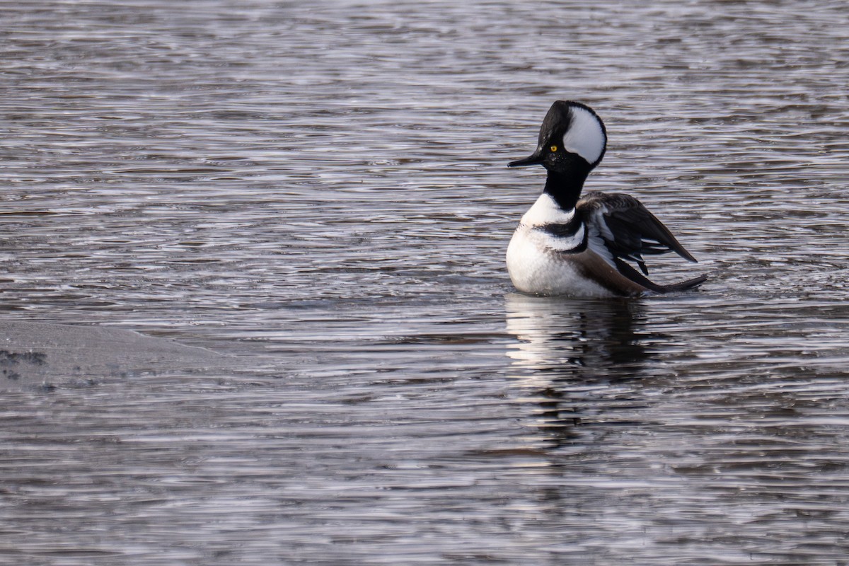 Крех жовтоокий - ML647648394