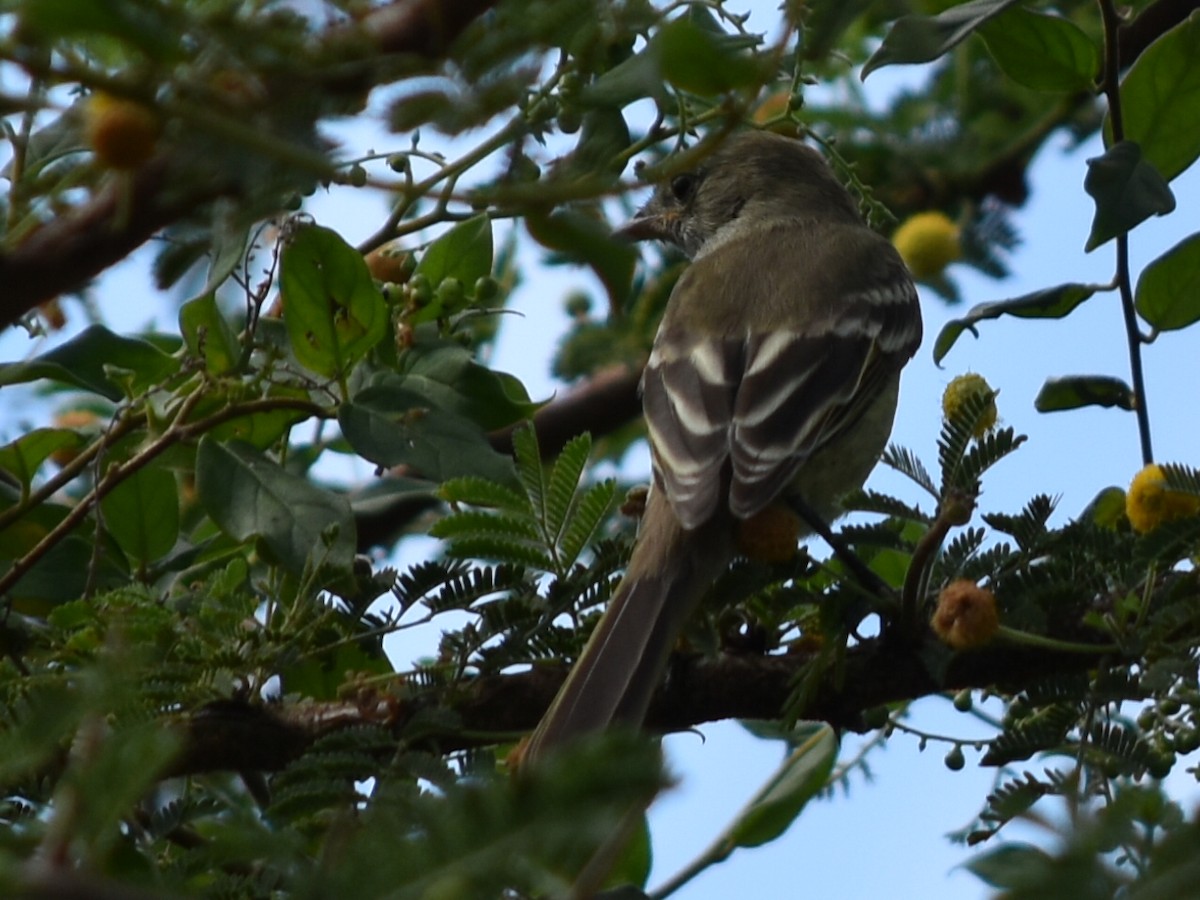 Еленія карибська - ML647648395