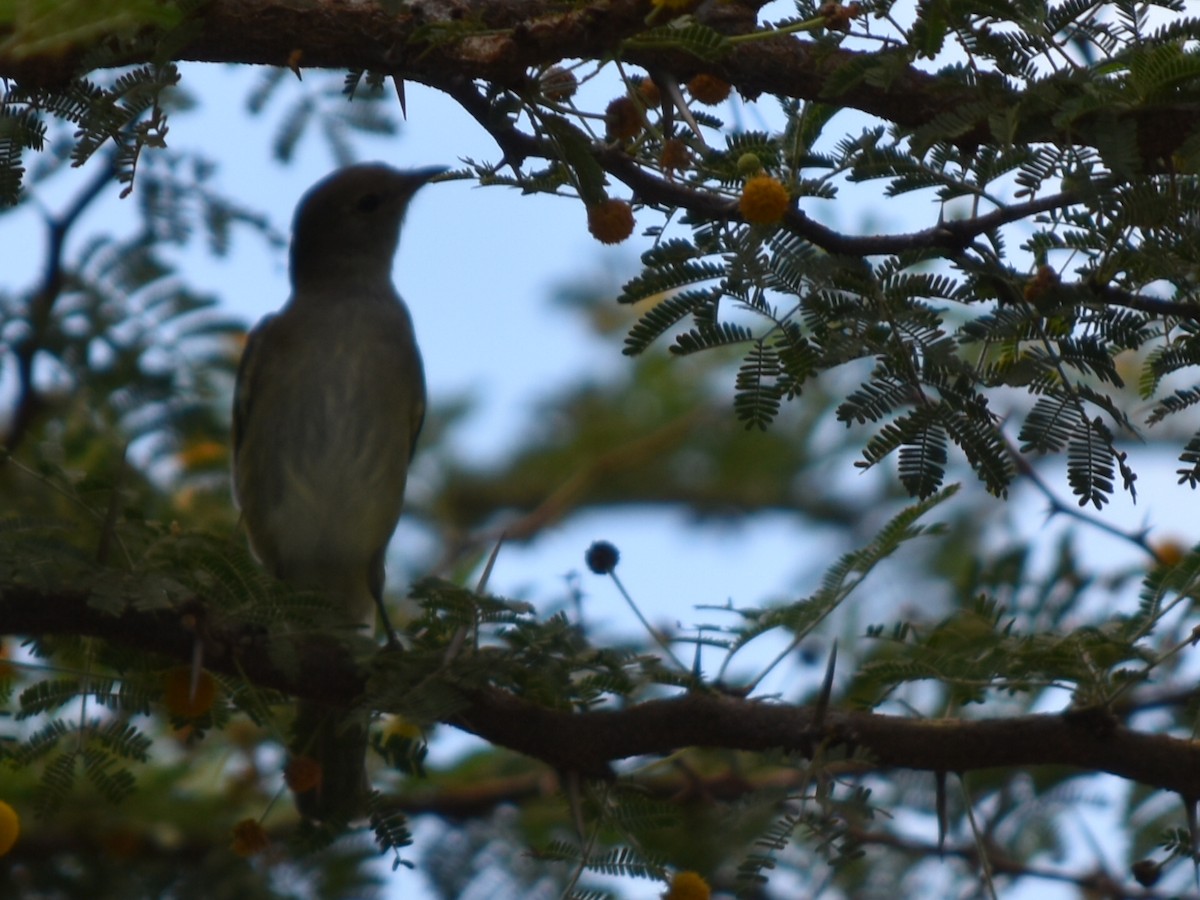 Еленія карибська - ML647648396