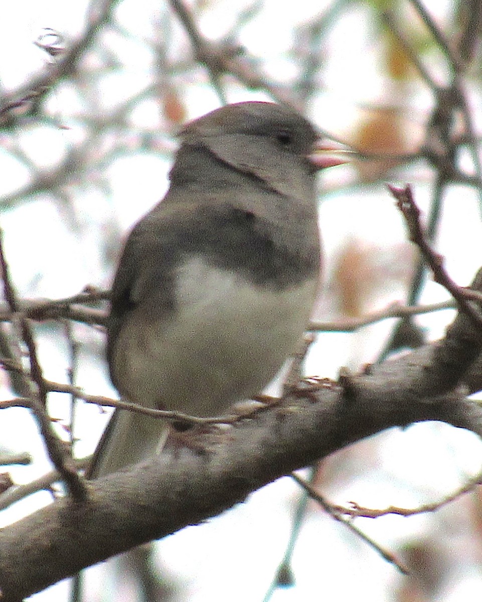 Юнко сірий - ML647648402