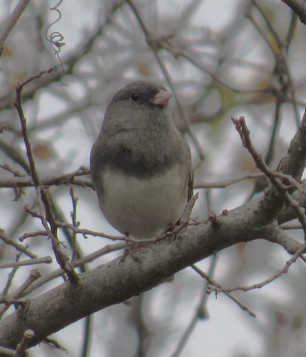 Юнко сірий - ML647648403