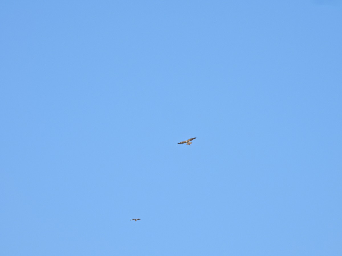 Канюк прерієвий - ML647648404