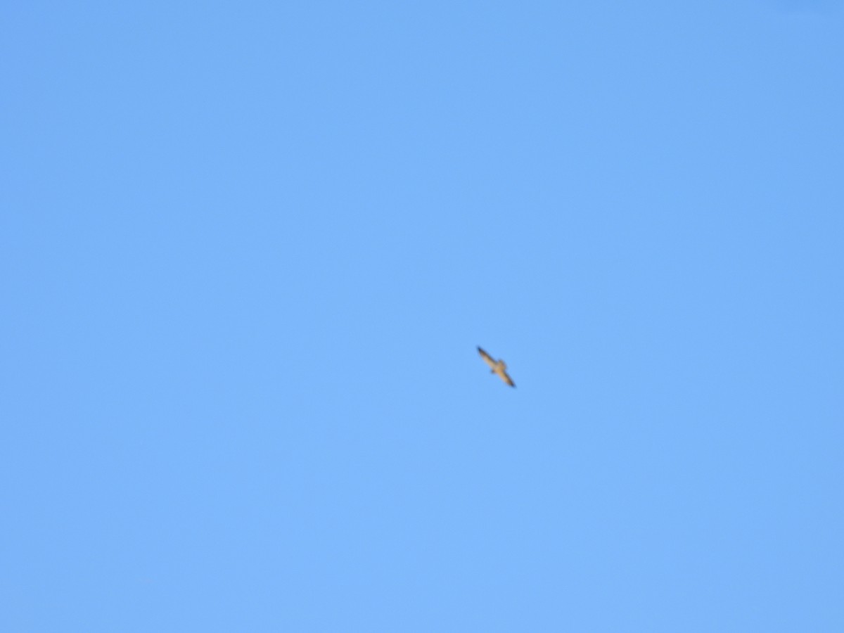 Канюк прерієвий - ML647648405