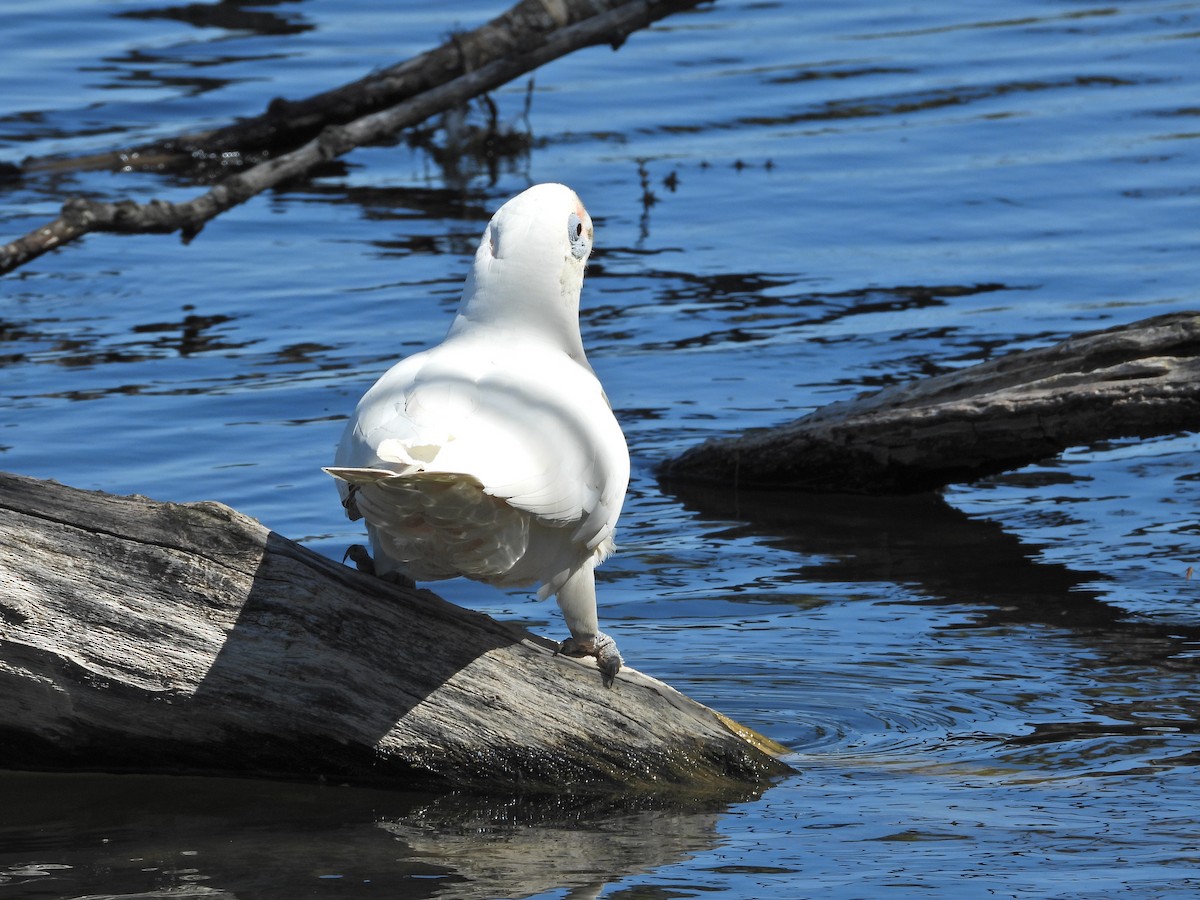 Какаду малий - ML647648407