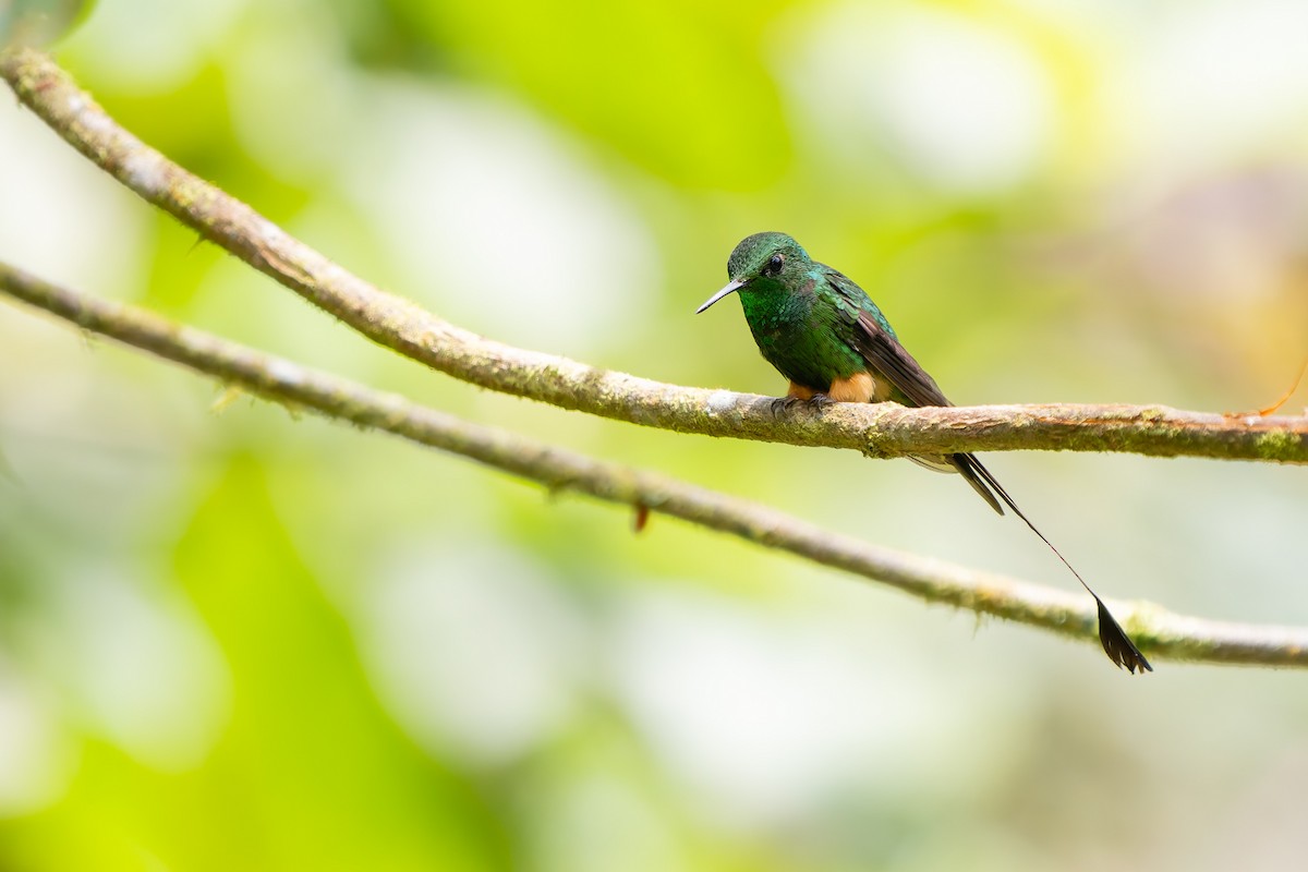 Колібрі-пухоніг перуанський - ML647648409