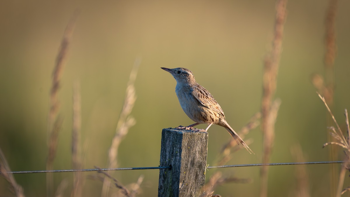 Канастеро блідий - ML647648411