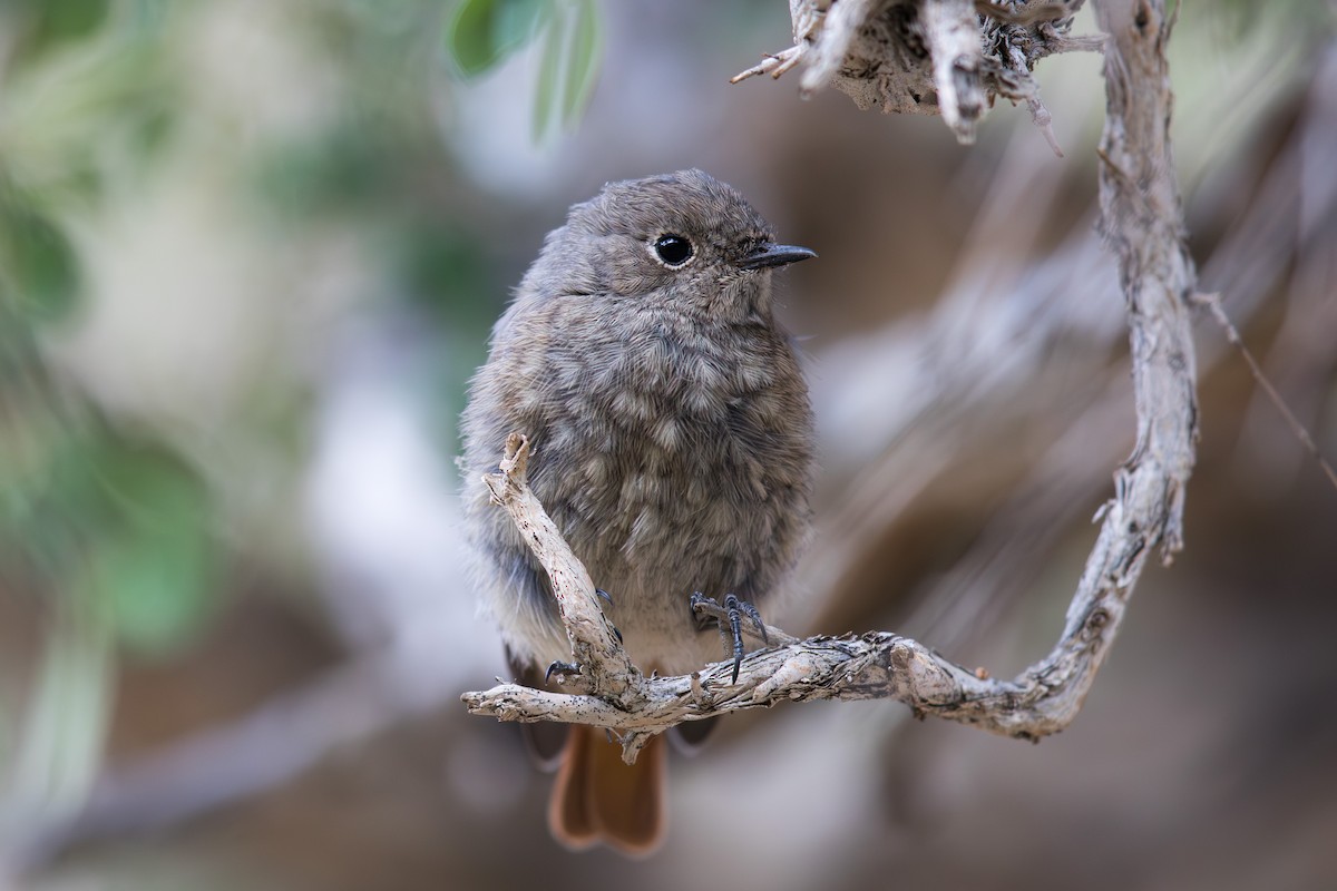 Горихвістка чорна [група ochruros] - ML647648412