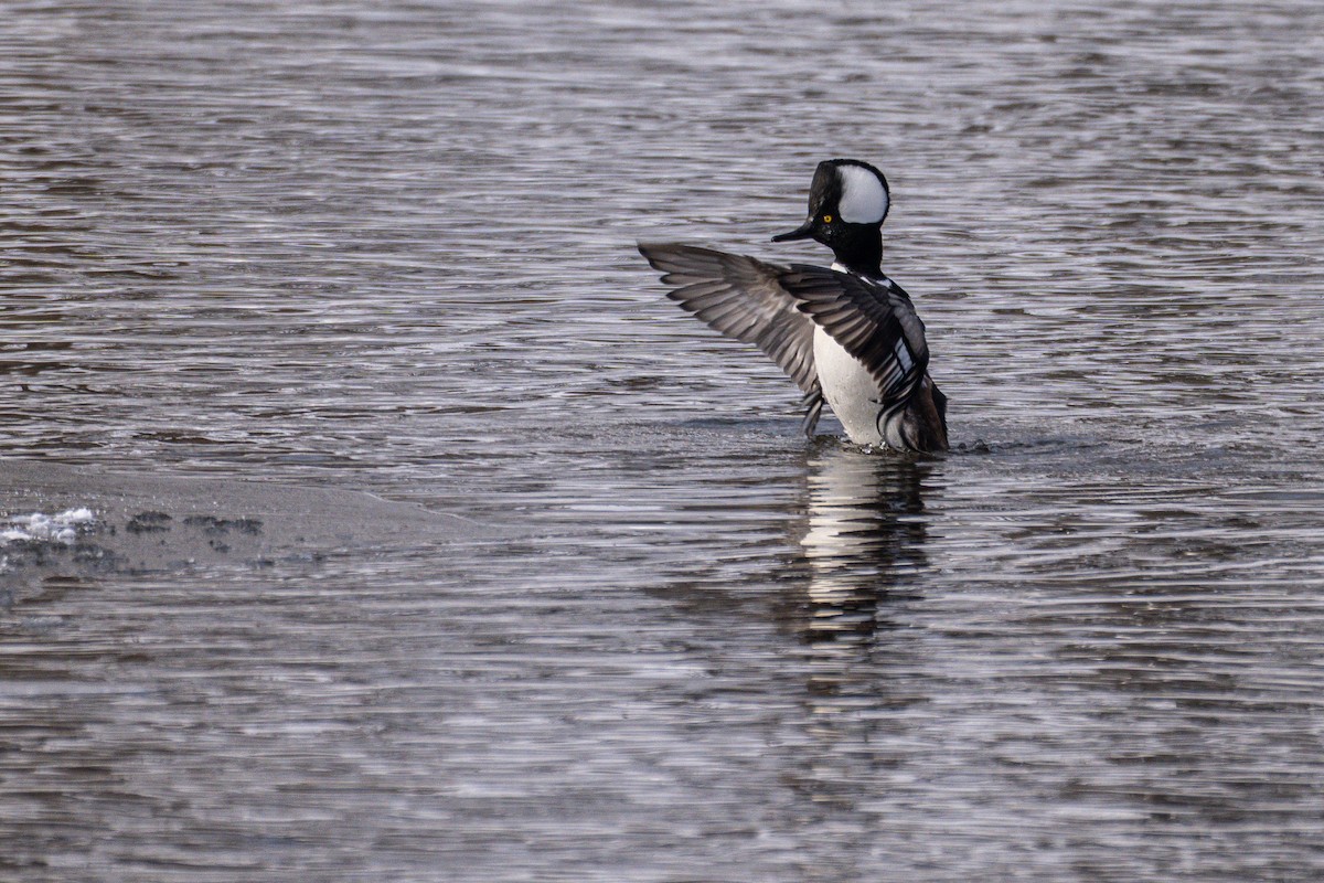 Крех жовтоокий - ML647648413