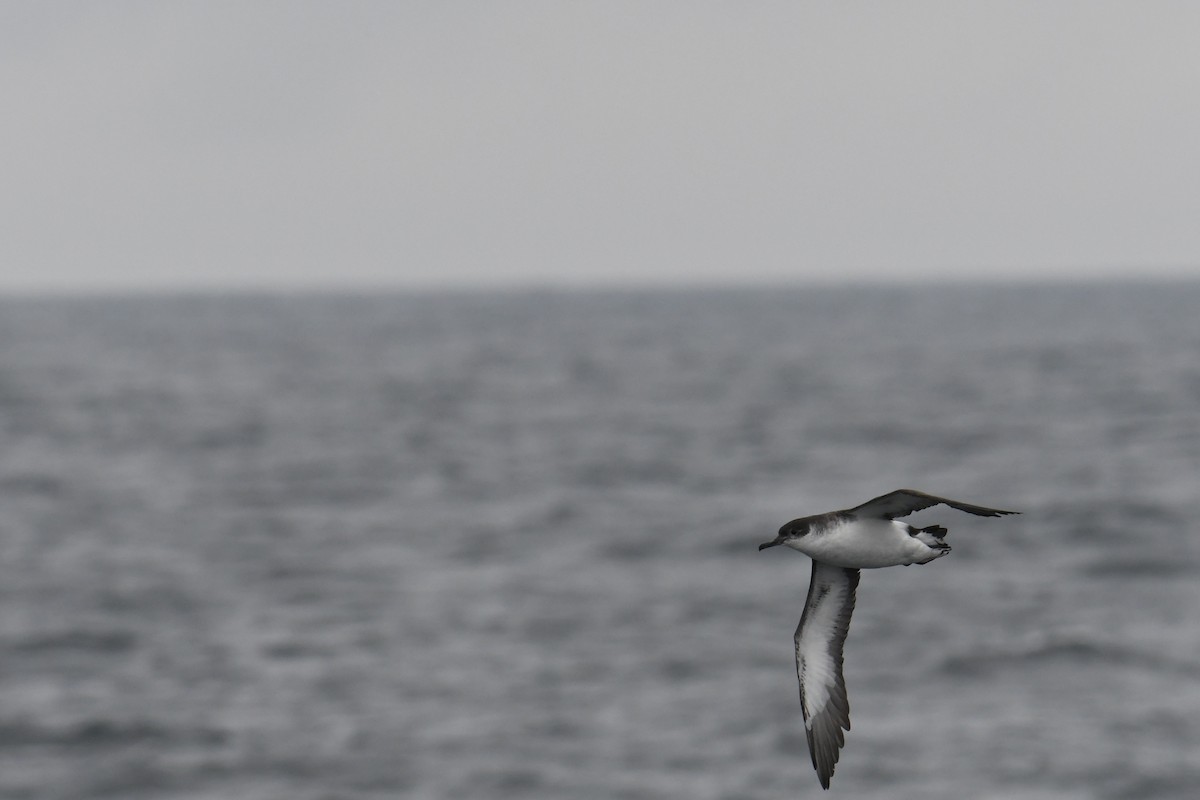 Atlantiksturmtaucher - ML647648420