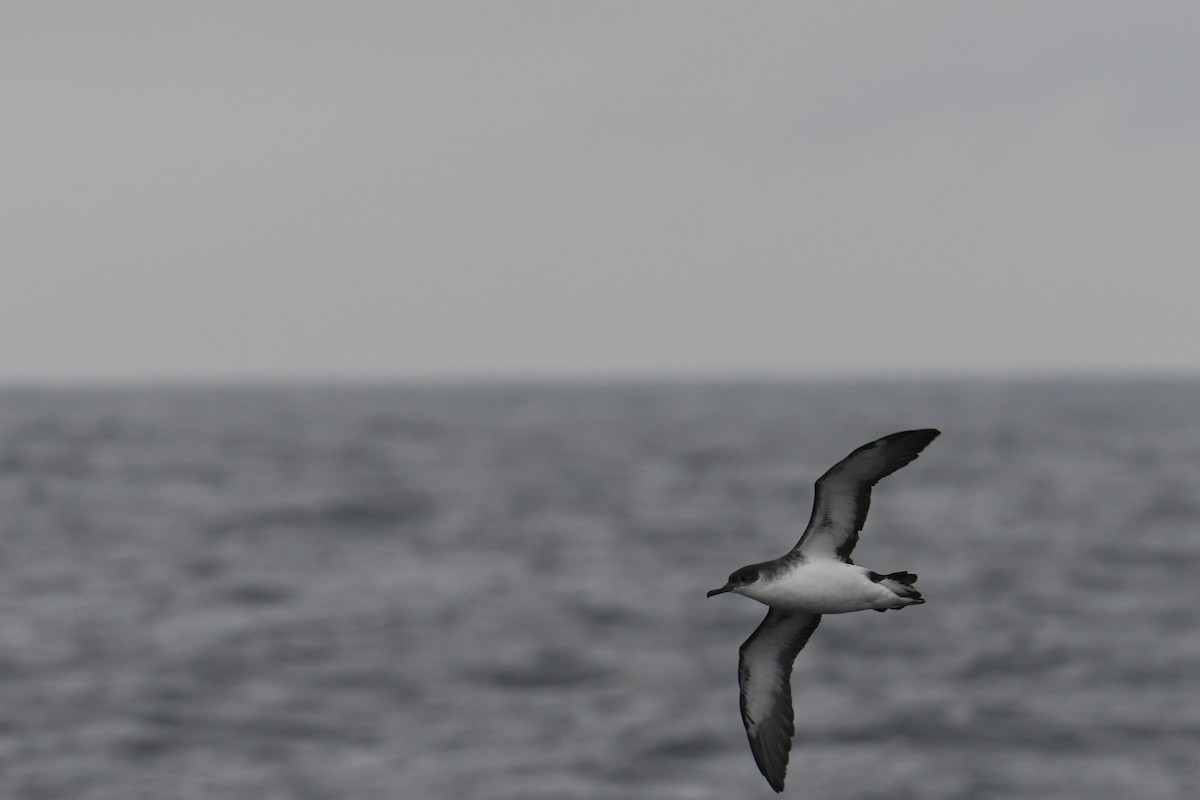 Atlantiksturmtaucher - ML647648421