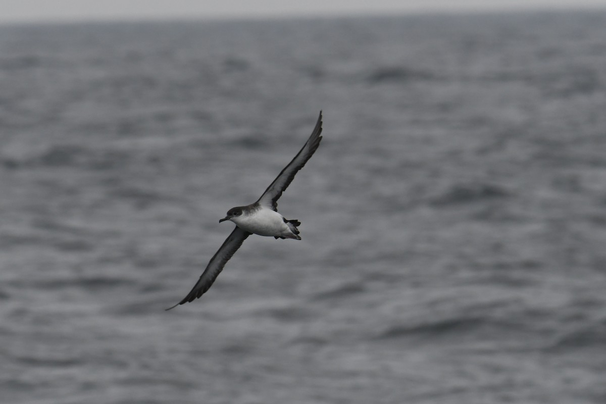 Atlantiksturmtaucher - ML647648422