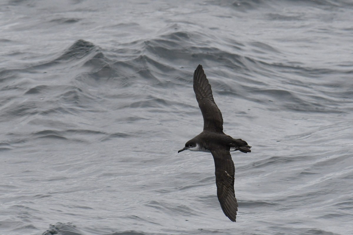 Atlantiksturmtaucher - ML647648424