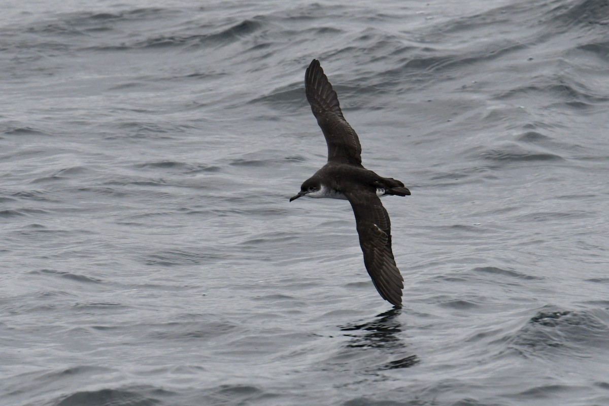 Atlantiksturmtaucher - ML647648427