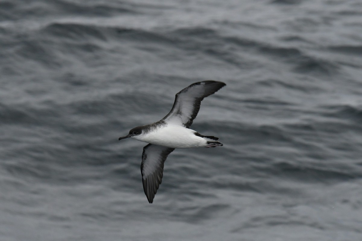 Atlantiksturmtaucher - ML647648434