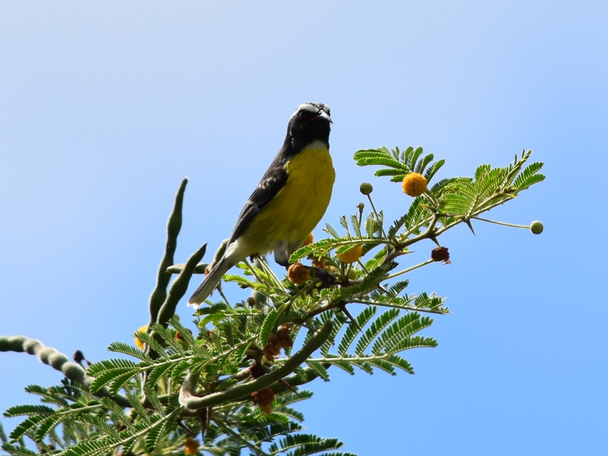 Sucrier à ventre jaune - ML647648447