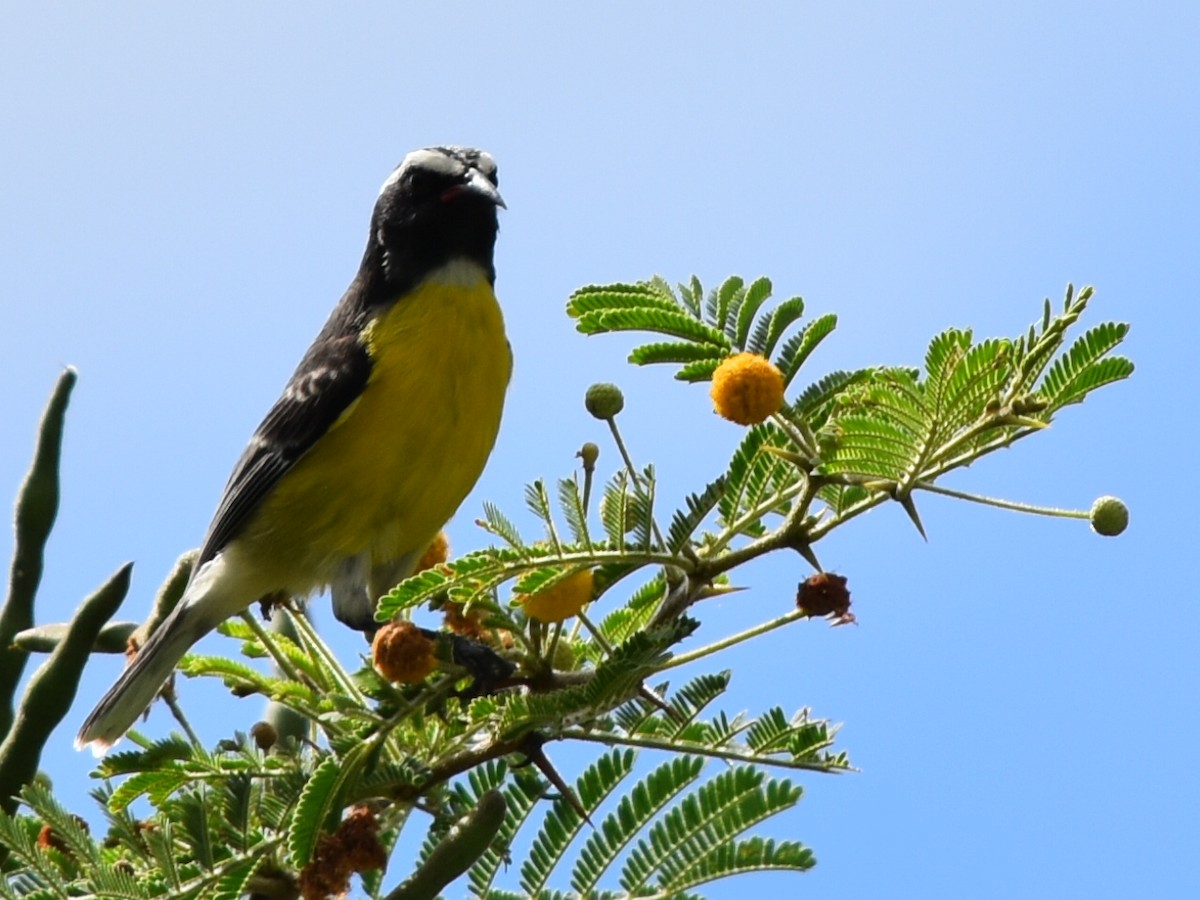 Sucrier à ventre jaune - ML647648448