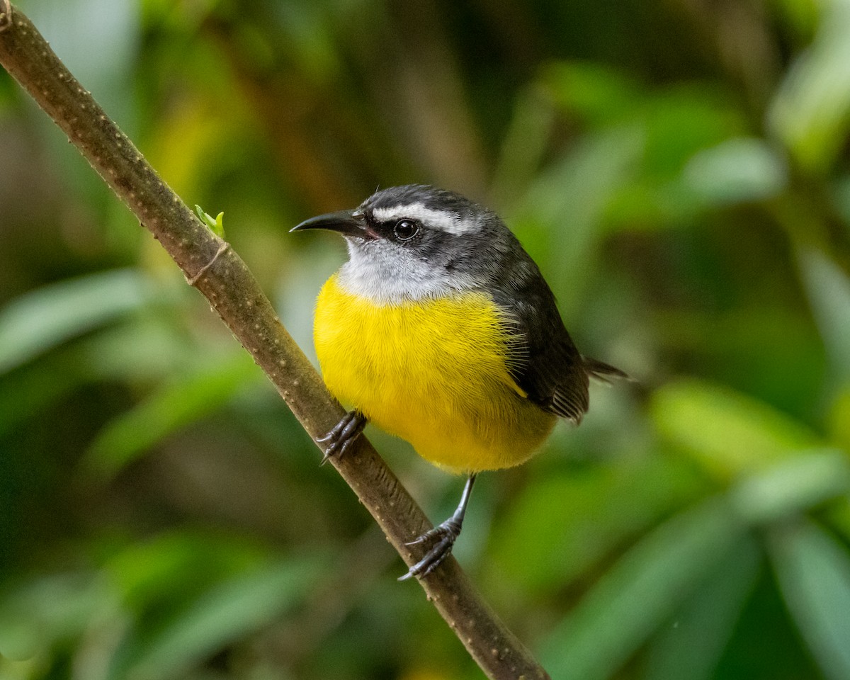 Sucrier à ventre jaune - ML647648473