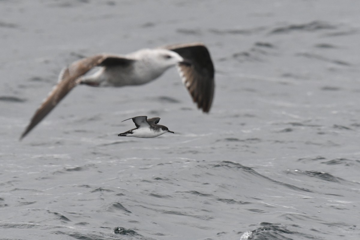 Atlantiksturmtaucher - ML647648486