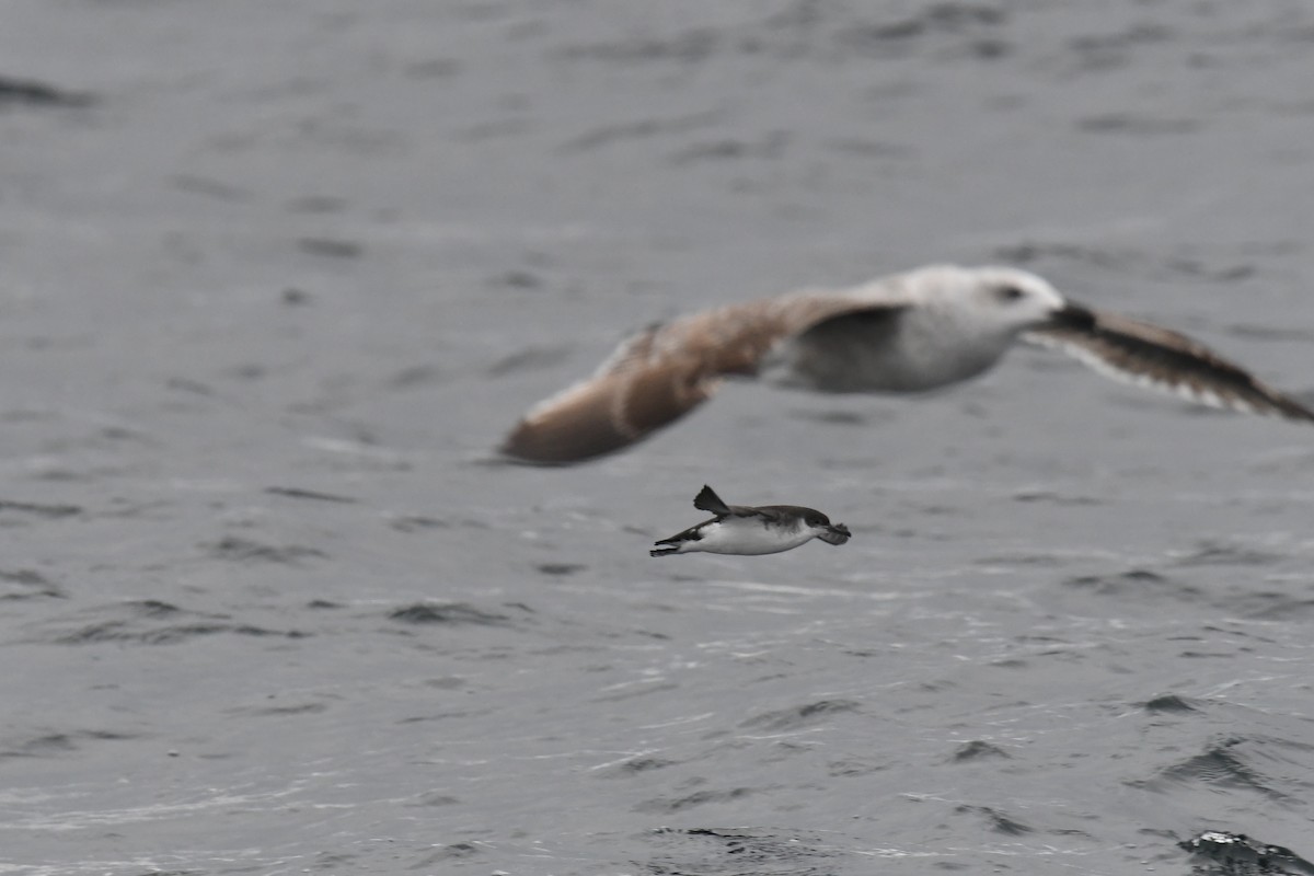 Atlantiksturmtaucher - ML647648487