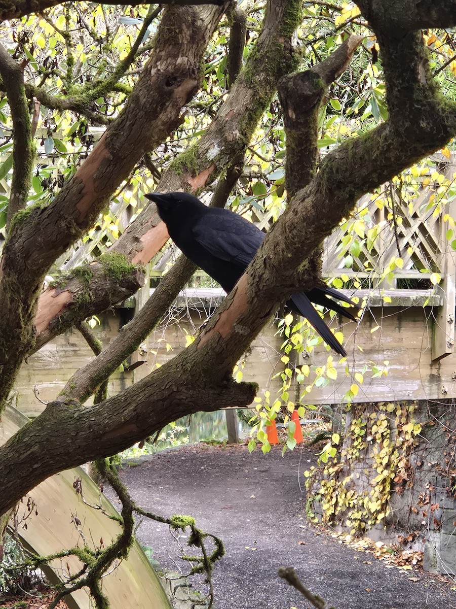 American Crow - ML647648493