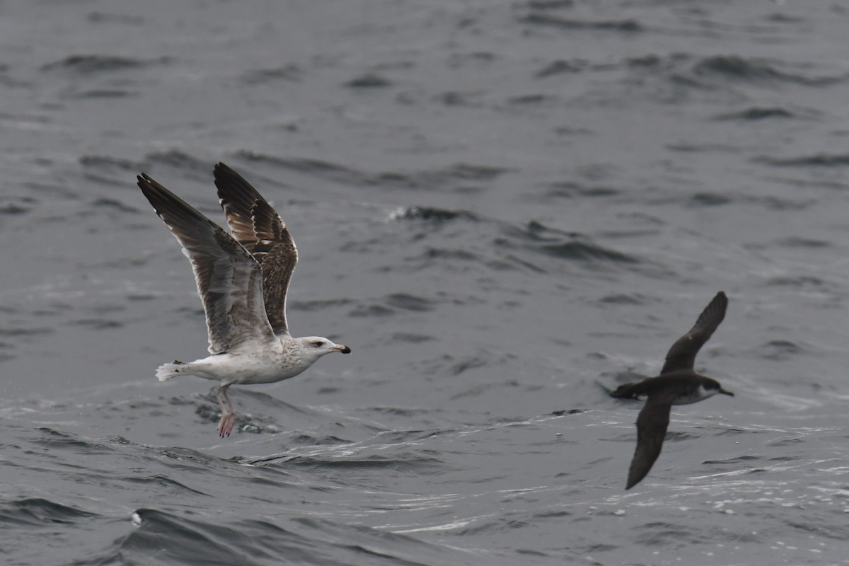 Great Black-backed Gull - ML647648507