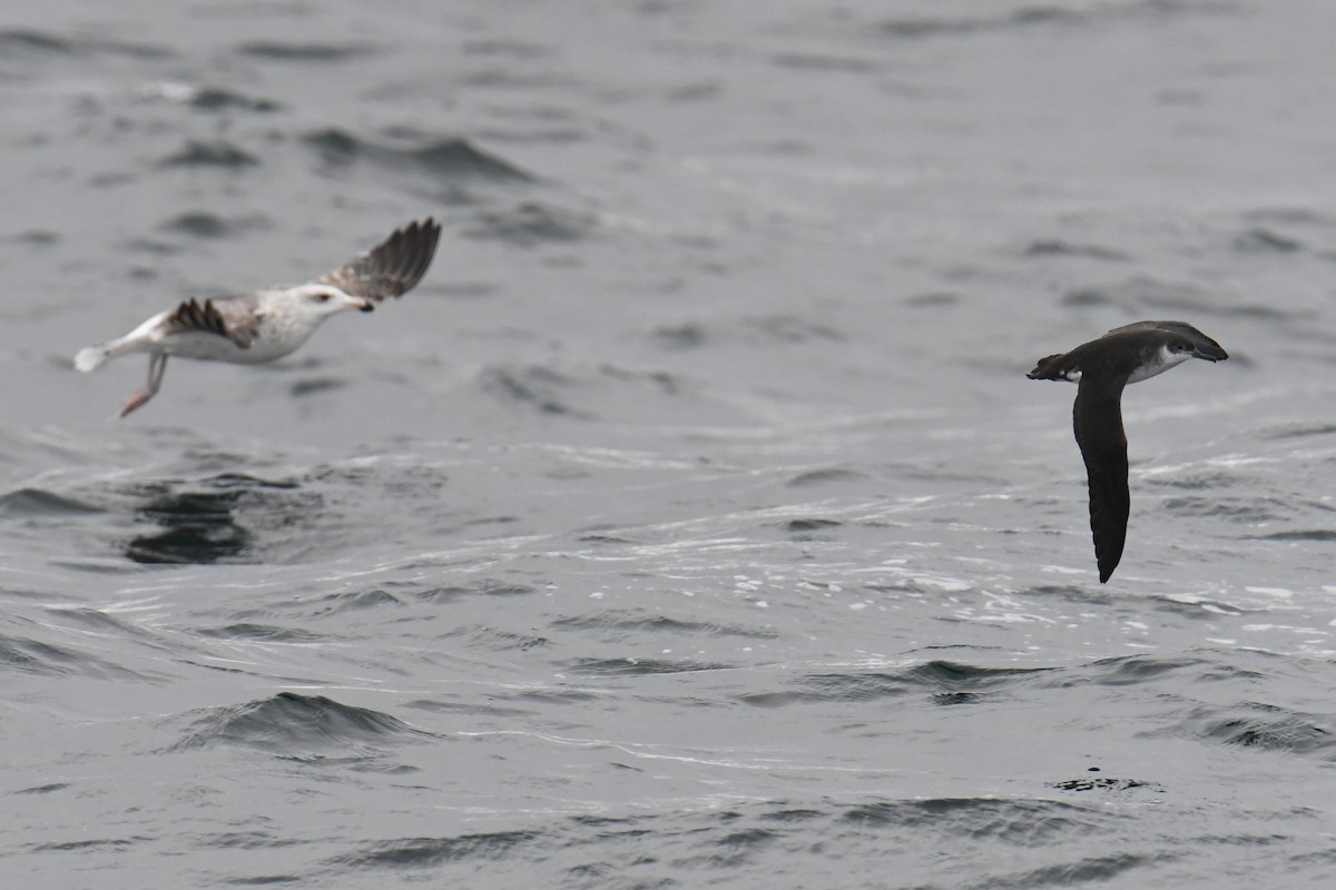 Atlantiksturmtaucher - ML647648523