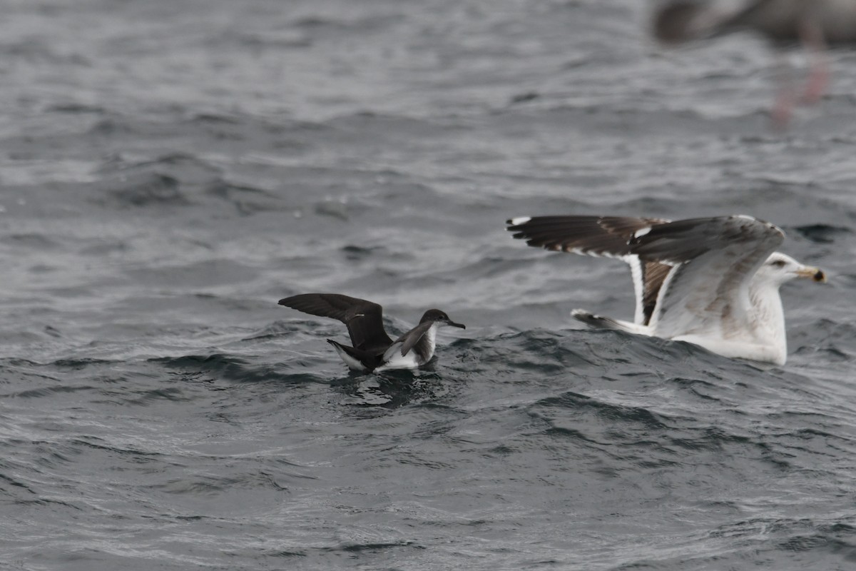 Atlantiksturmtaucher - ML647648535