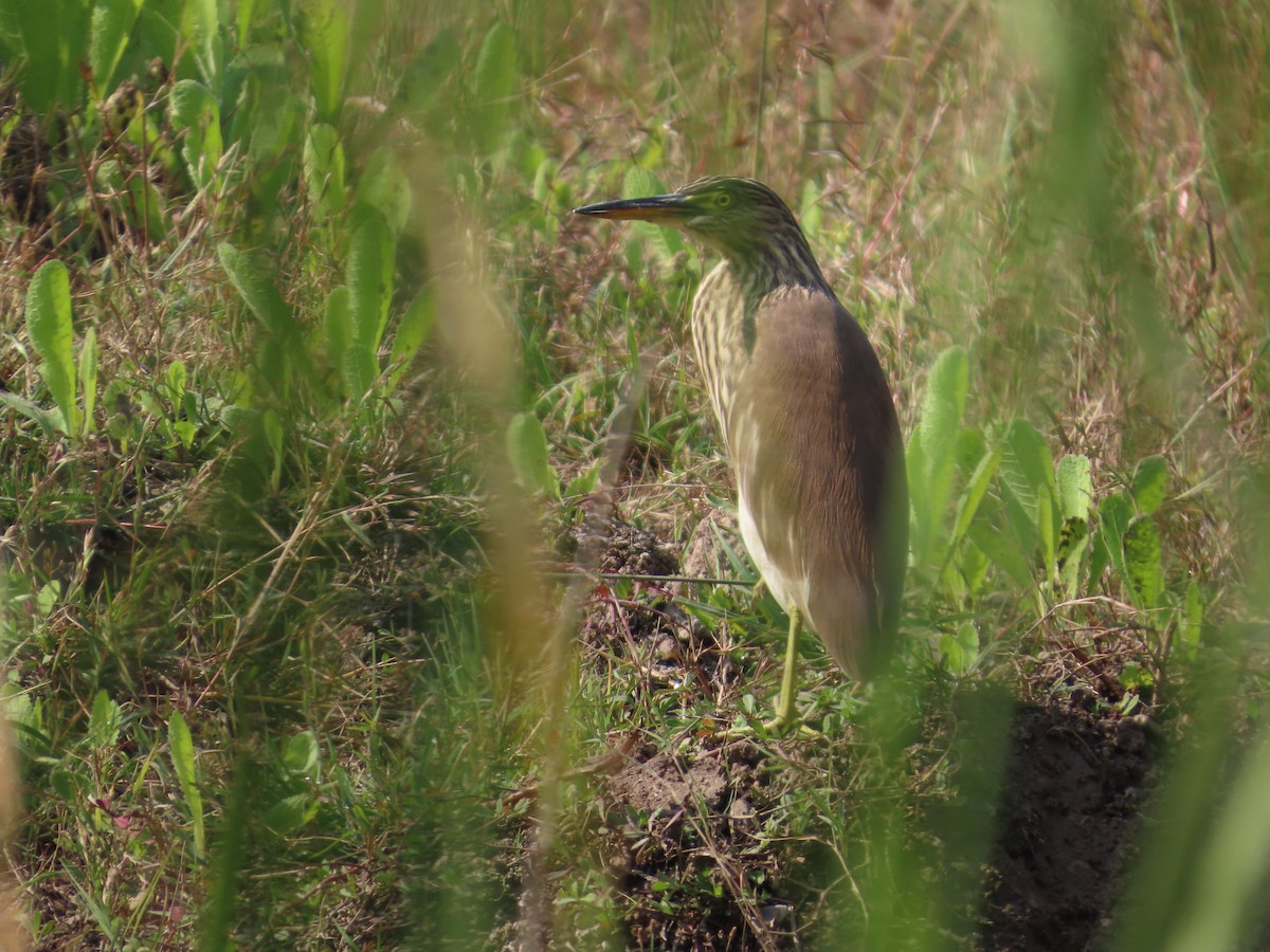 Garcilla India - ML647648559