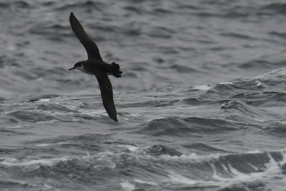 Atlantiksturmtaucher - ML647648603