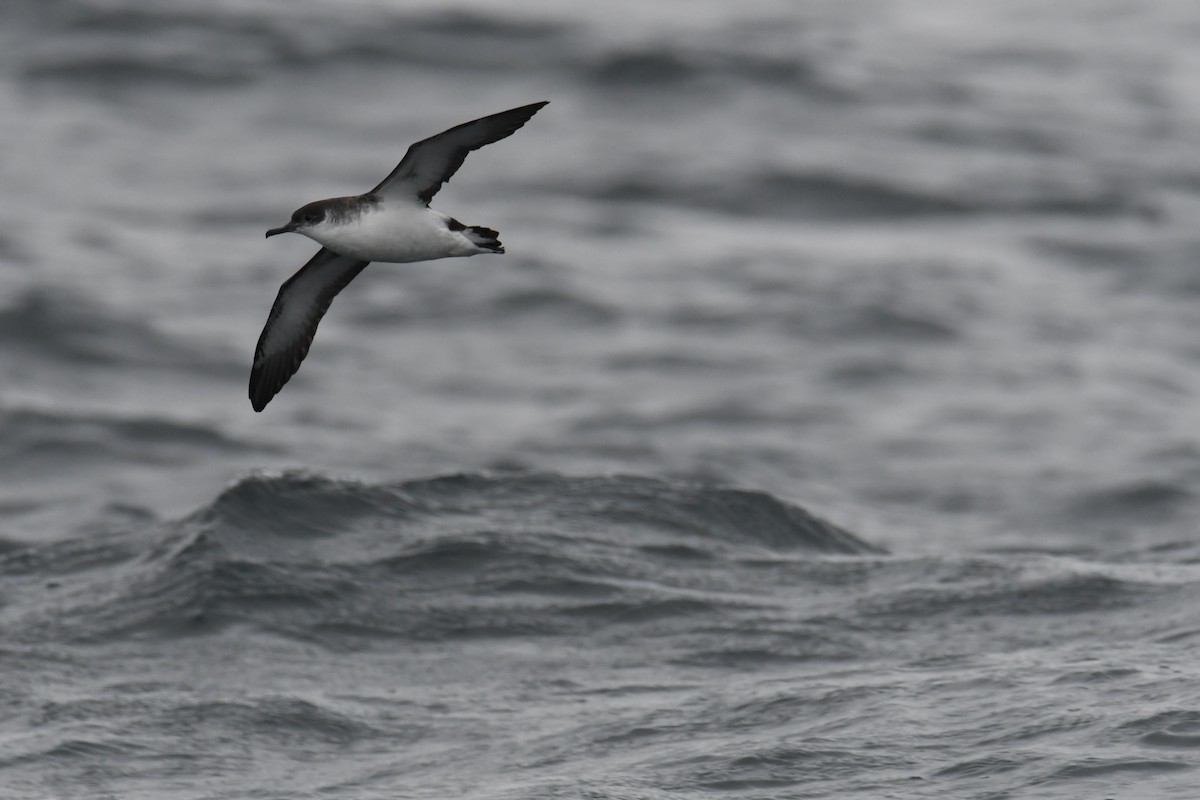 Atlantiksturmtaucher - ML647648604