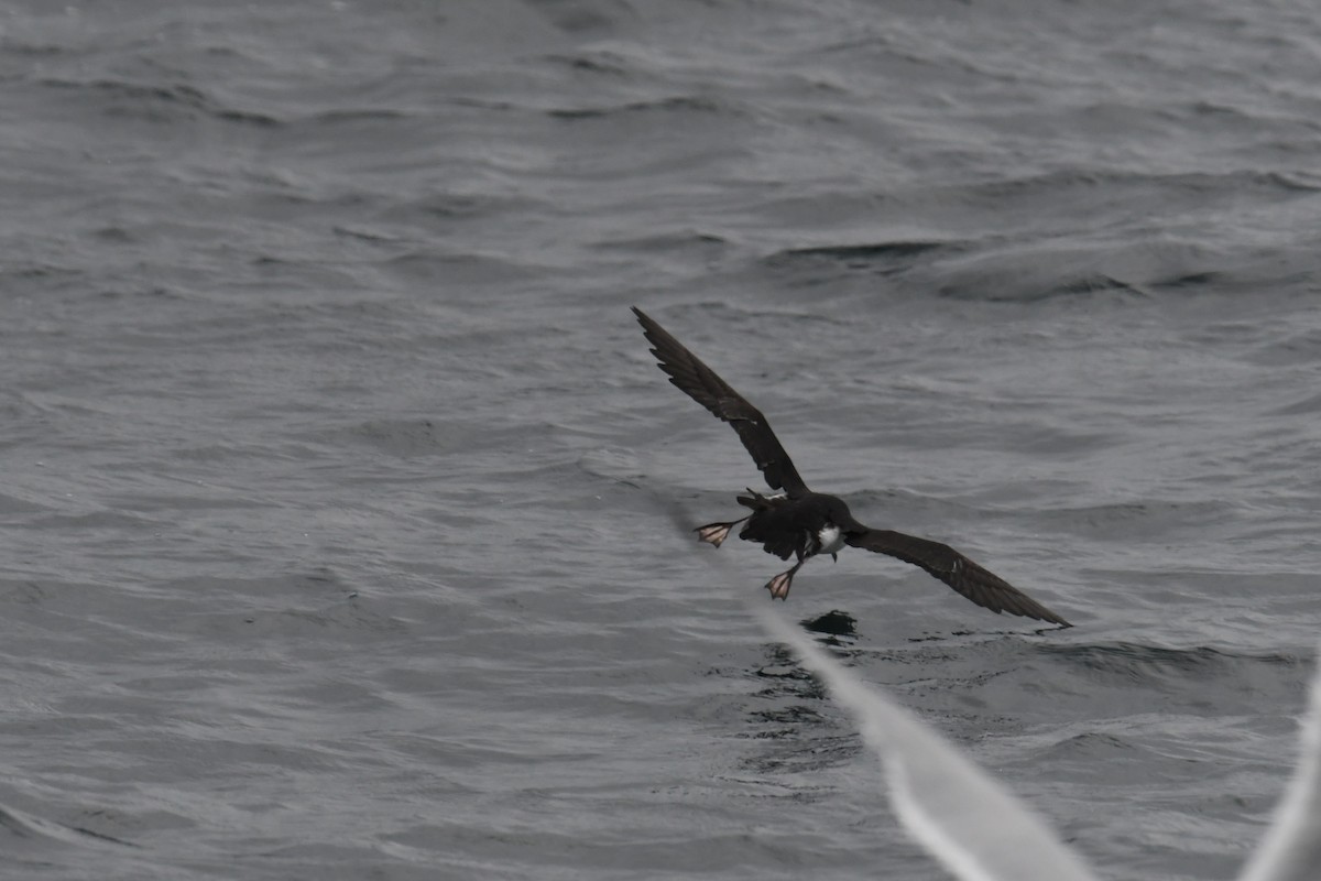 Atlantiksturmtaucher - ML647648605