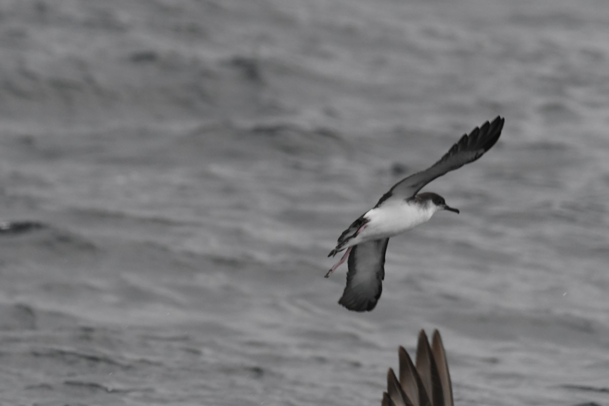 Atlantiksturmtaucher - ML647648606