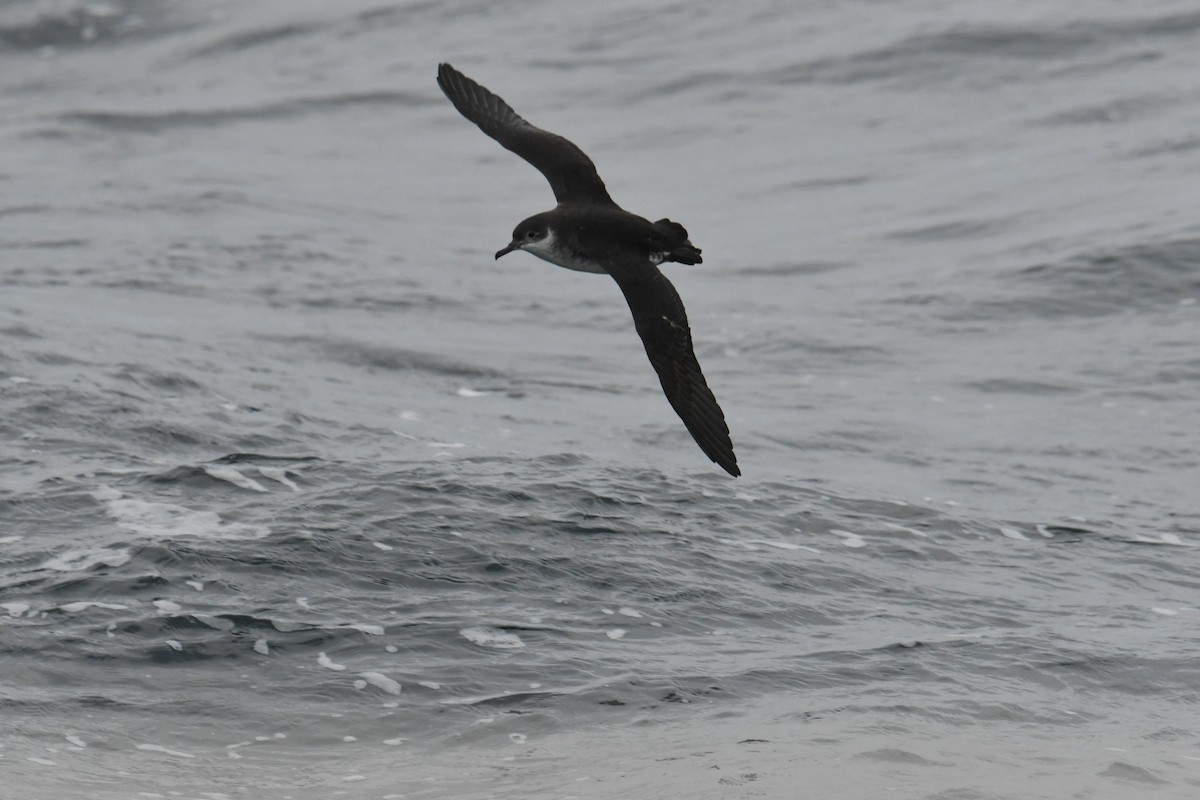 Atlantiksturmtaucher - ML647648607