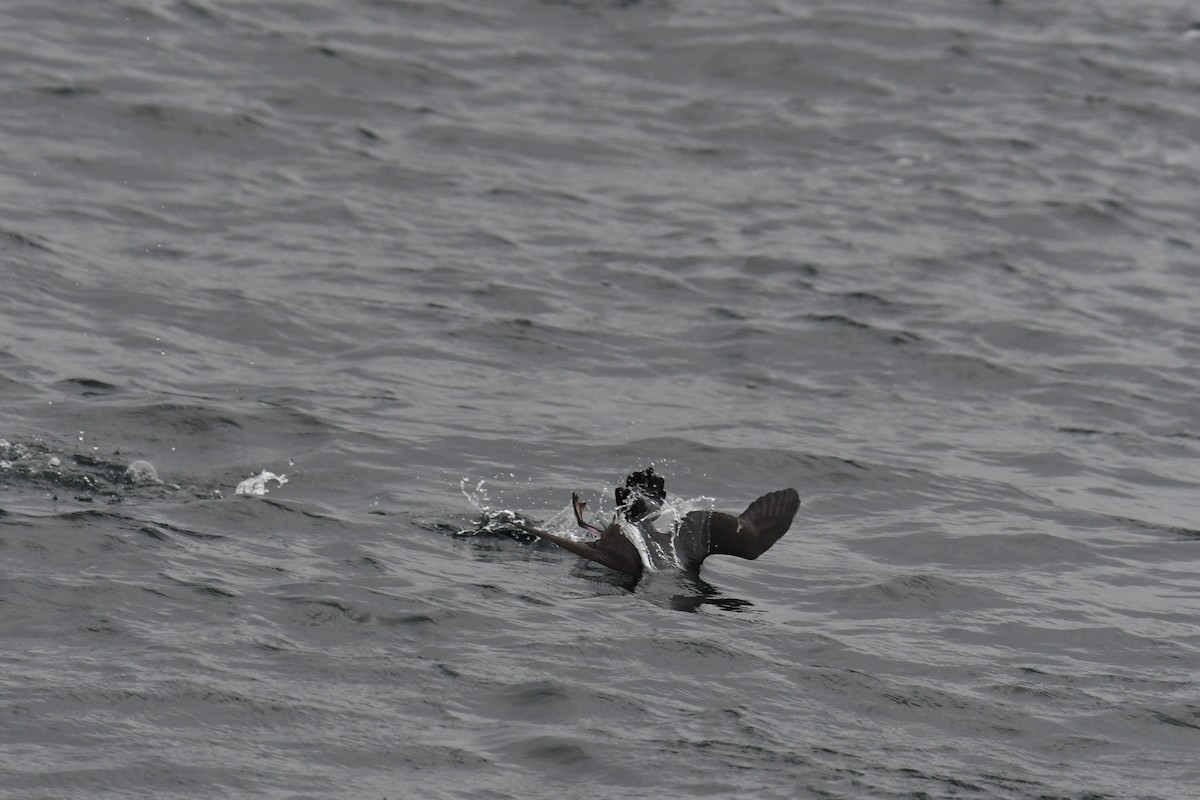 Atlantiksturmtaucher - ML647648608