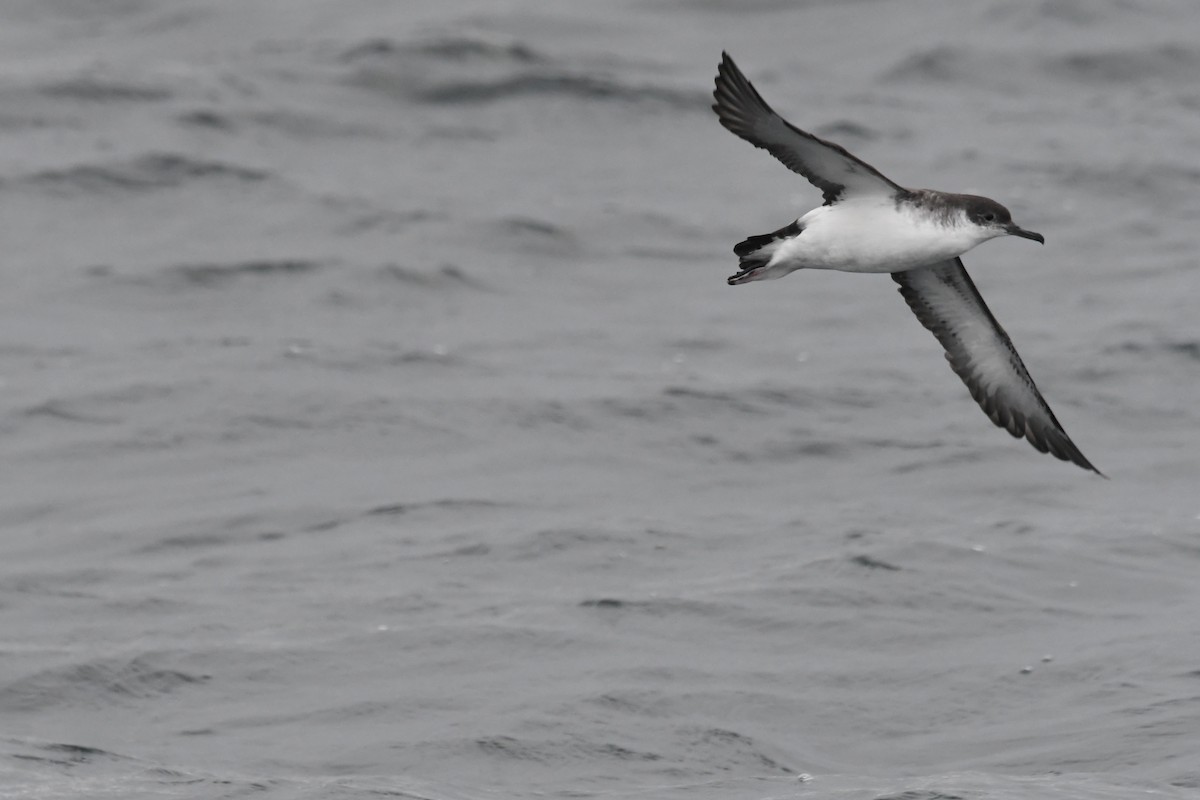 Atlantiksturmtaucher - ML647648609