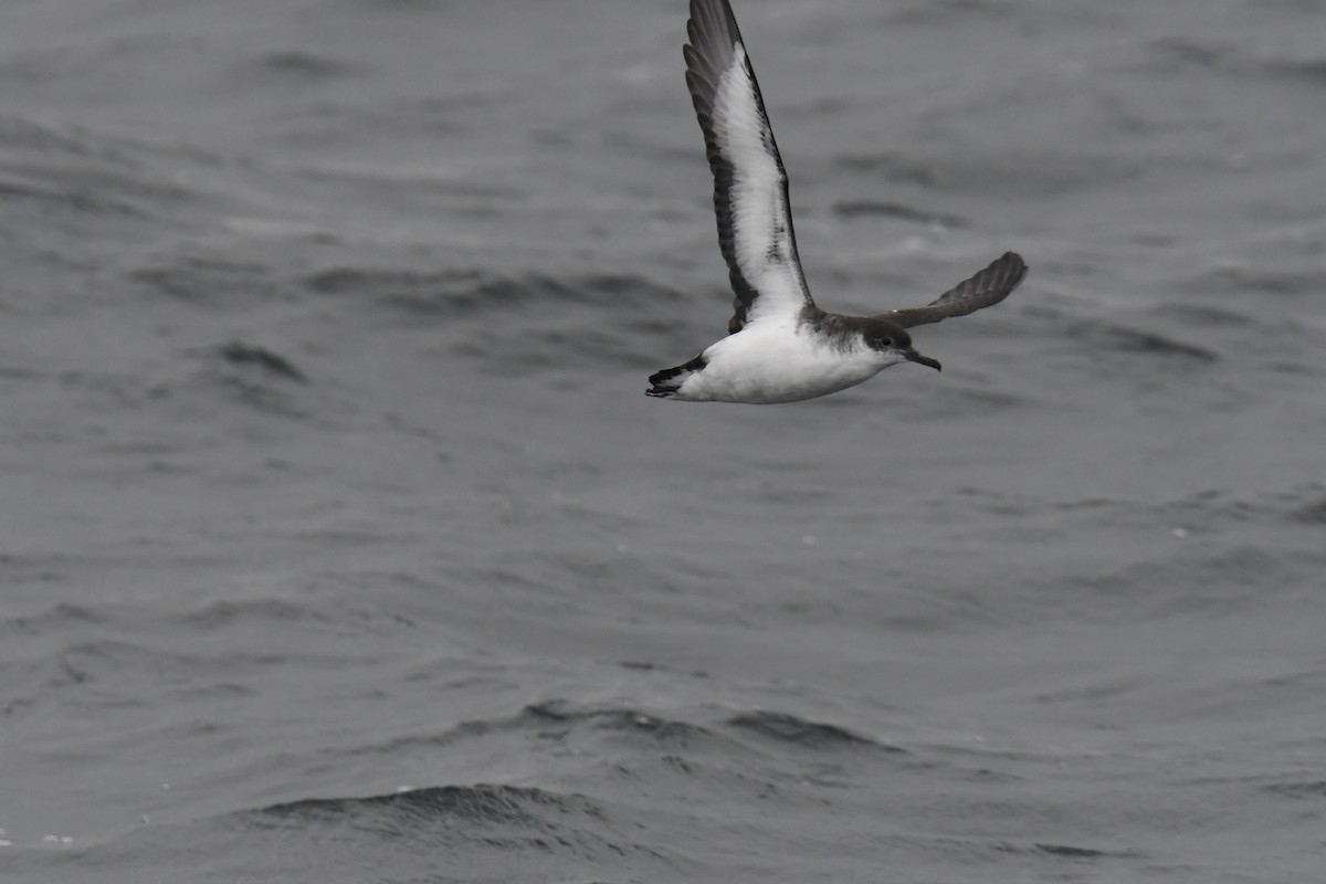 Atlantiksturmtaucher - ML647648610