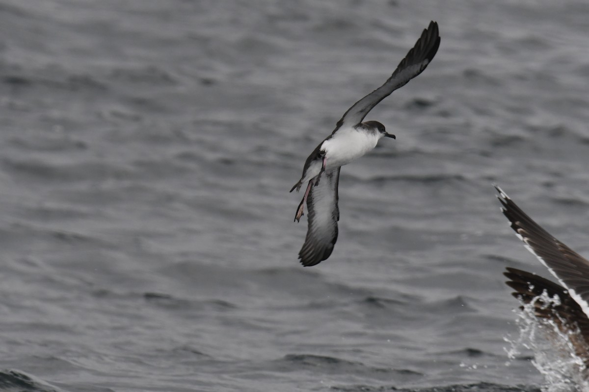 Atlantiksturmtaucher - ML647648611