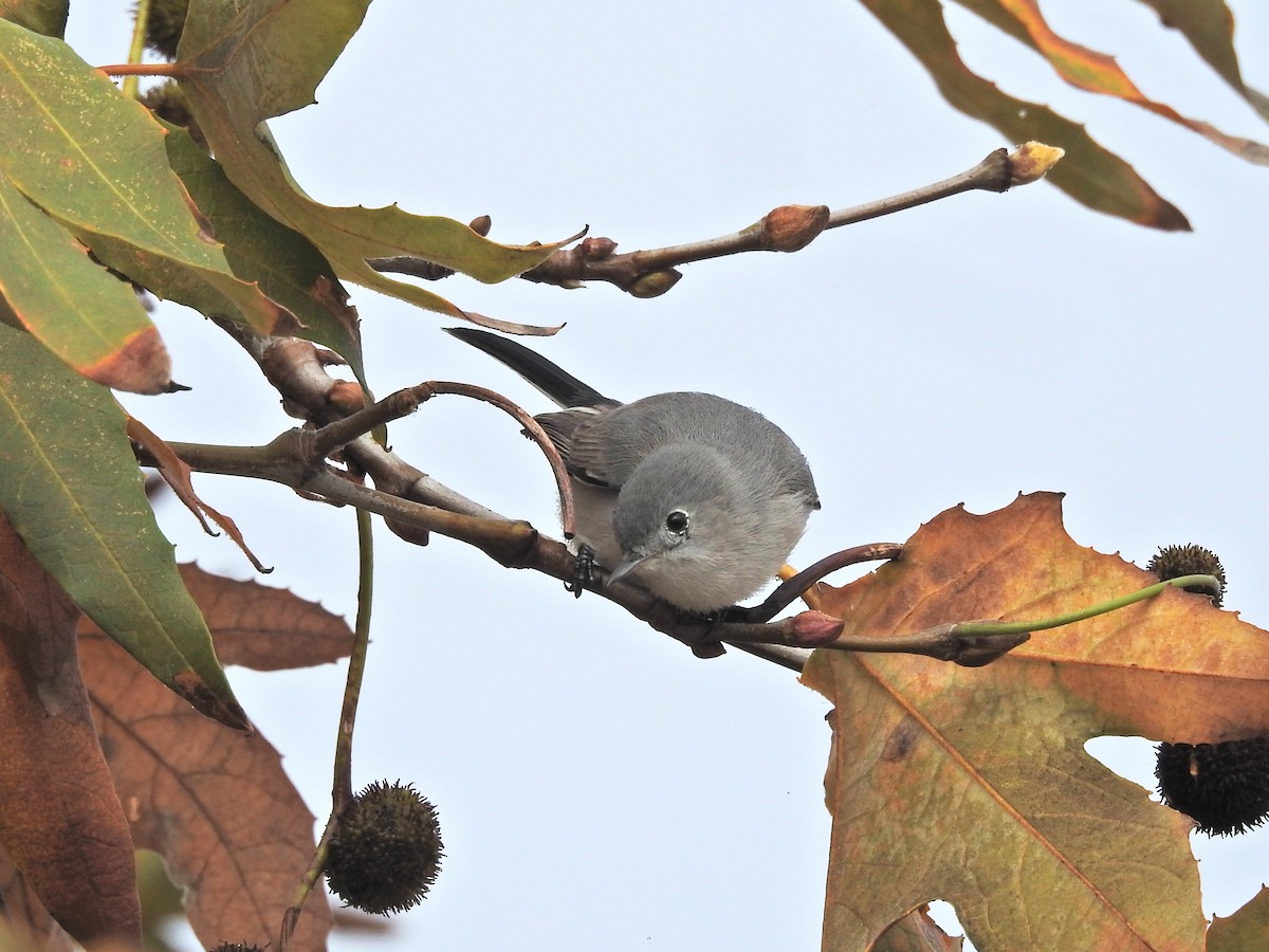 Blue-gray Gnatcatcher (Western) - ML647648631