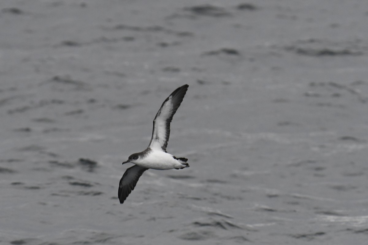 Atlantiksturmtaucher - ML647648644