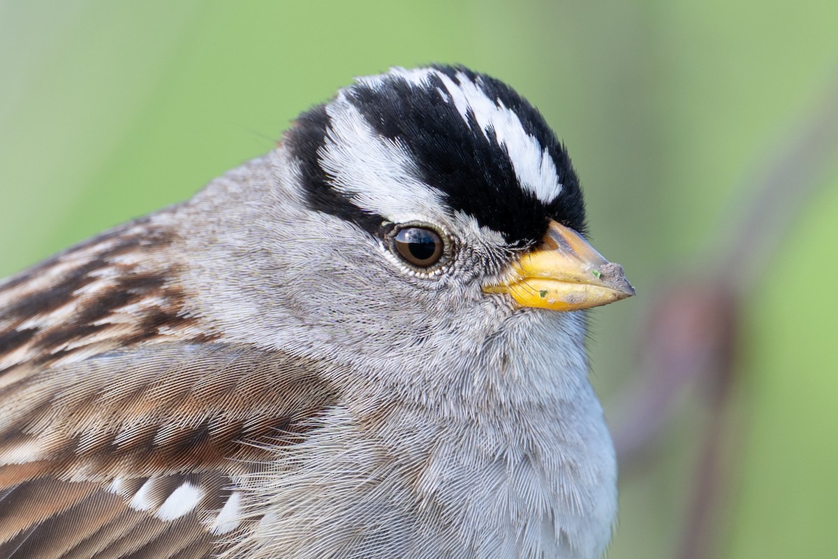 Dachsammer - ML647648645