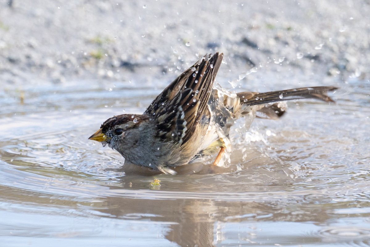 Dachsammer - ML647648646