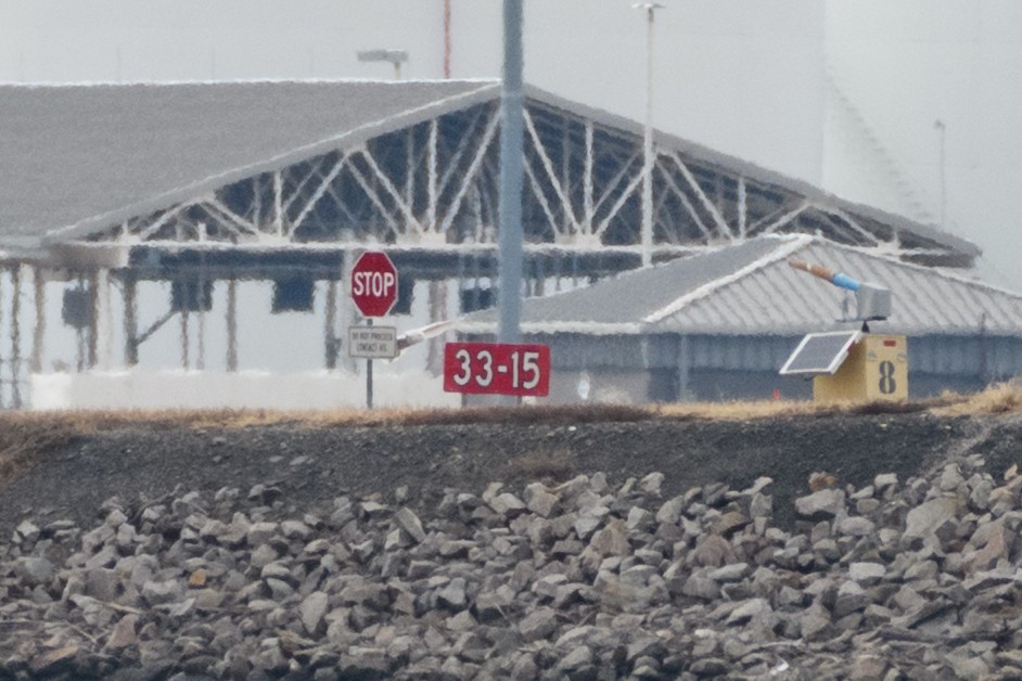 Snowy Owl - ML647648655