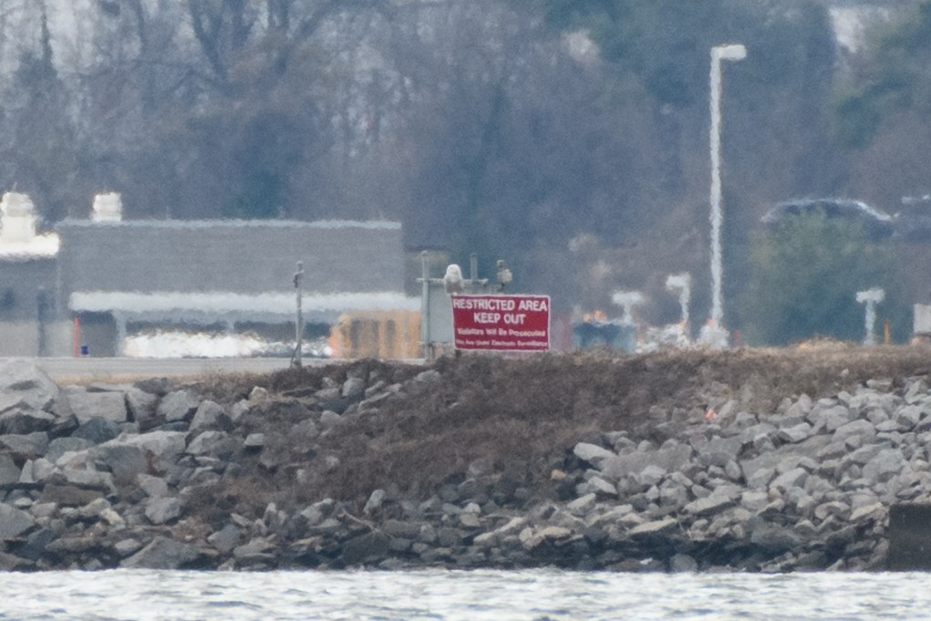 Snowy Owl - ML647648656