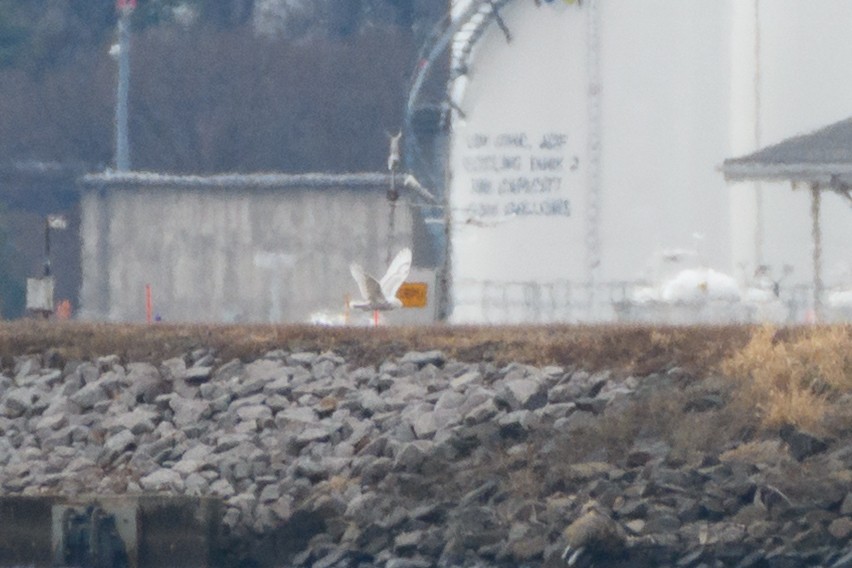 Snowy Owl - ML647648657