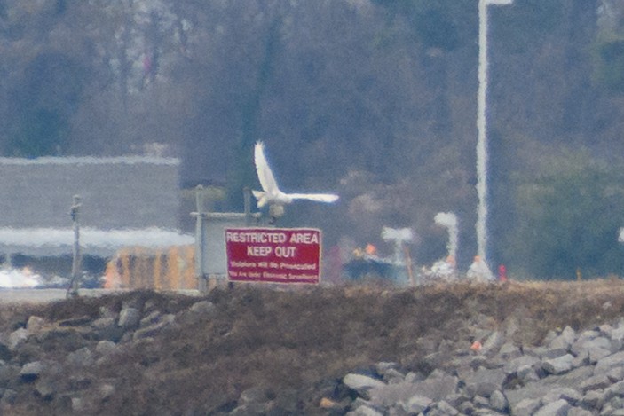 Snowy Owl - ML647648658