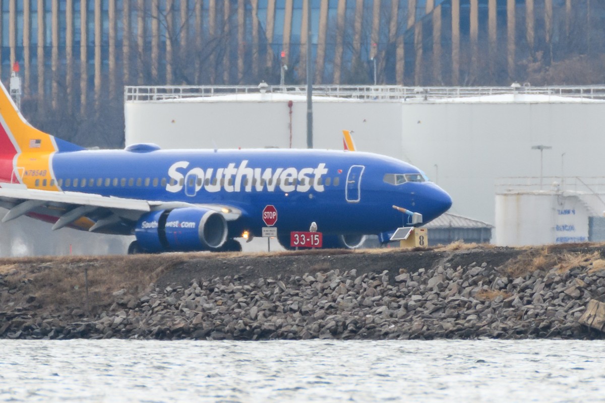 Snowy Owl - ML647648659